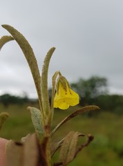 Hermannia lancifolia
