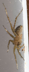 Pardosa delicatula