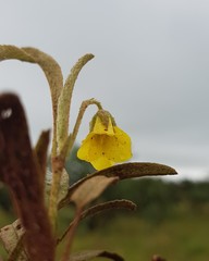 Hermannia lancifolia