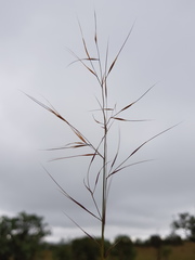Aristida scabrivalvis