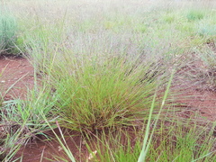 Aristida scabrivalvis