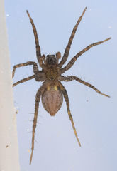 Pardosa pauxilla