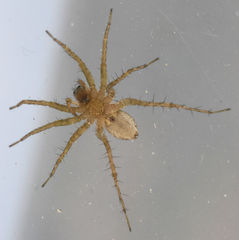 Pardosa delicatula
