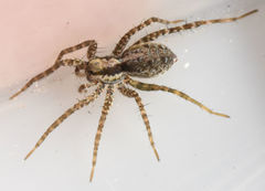 Pardosa pauxilla