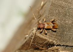 Trichoferus pallidus