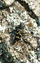 Xylotrechus antilope