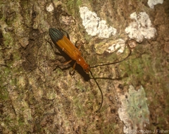 Stenoderus ostricilla