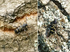 Xylotrechus antilope