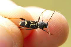 Xylotrechus antilope