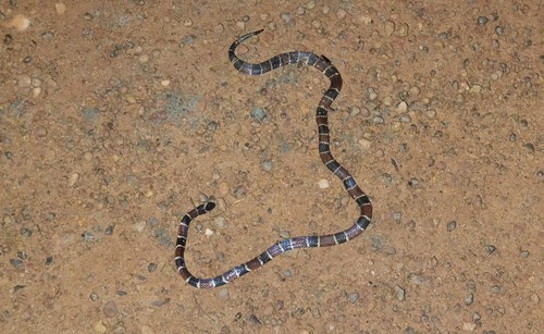 Carib Coralsnake