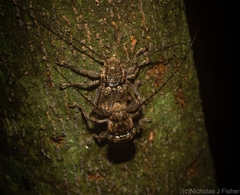 Prosoplus bakewellii