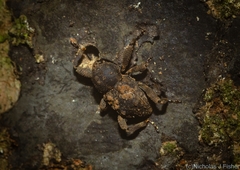 Methidrysis afflicta