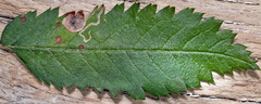 Stigmella sorbi