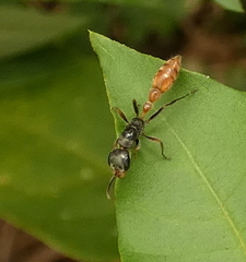 Pseudomyrmex venustus
