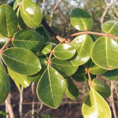 Commiphora leptophloeos