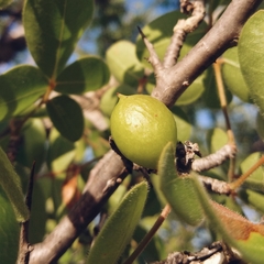 Commiphora leptophloeos