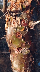 Commiphora leptophloeos