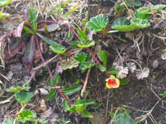 Oenothera epilobiifolia
