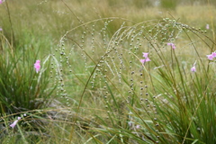 Dierama latifolium