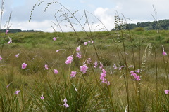 Dierama latifolium