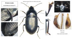 Amara ovata