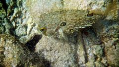 Chilomycterus antillarum