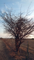 Commiphora leptophloeos