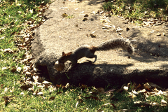Sciurus aureogaster