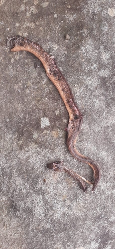 Brown Tree Snake sighting