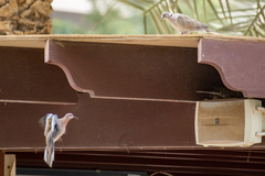 Streptopelia decaocto