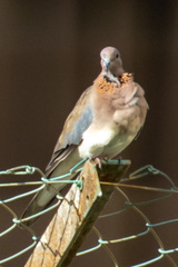 Streptopelia senegalensis