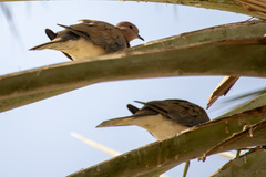 Streptopelia senegalensis