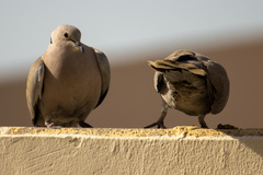 Streptopelia decaocto