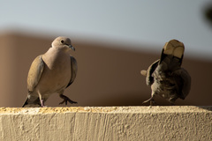 Streptopelia decaocto
