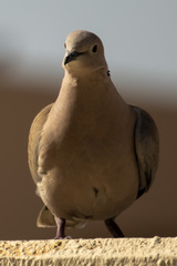 Streptopelia decaocto
