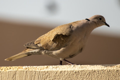 Streptopelia decaocto