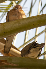 Streptopelia senegalensis