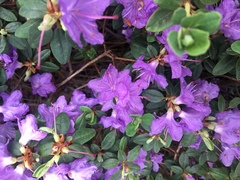 Rhododendron × hybridum