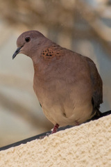 Streptopelia senegalensis