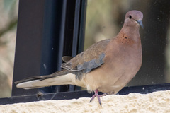 Streptopelia senegalensis