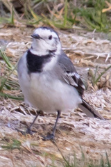 Motacilla alba