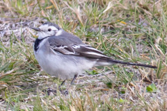 Motacilla alba