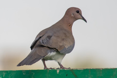 Streptopelia senegalensis