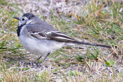 Motacilla alba
