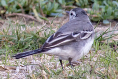 Motacilla alba
