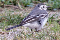 Motacilla alba