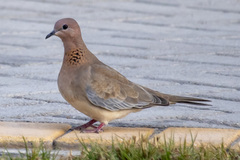 Streptopelia senegalensis