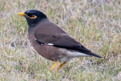 Acridotheres tristis