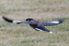 Acridotheres tristis