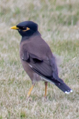 Acridotheres tristis